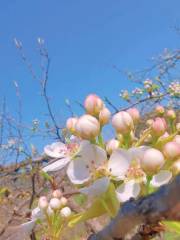 Pear Blossom Valley Scenic Area