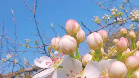 Pear Blossom Valley Scenic Area