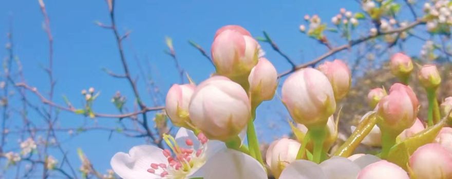 Pear Blossom Valley Scenic Area