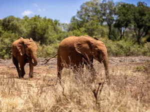 內羅畢國家公園