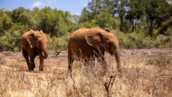 Parc national de Nairobi