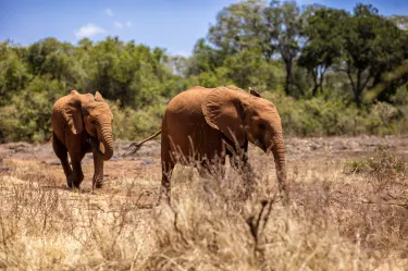 Nairobi National Park