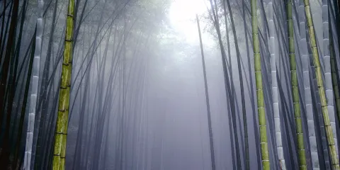 宣漢縣峨城竹海公園