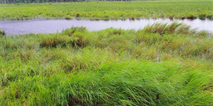 Sanjiang Natural Wetland Reserve