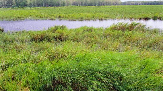 Sanjiang Natural Wetland Reserve