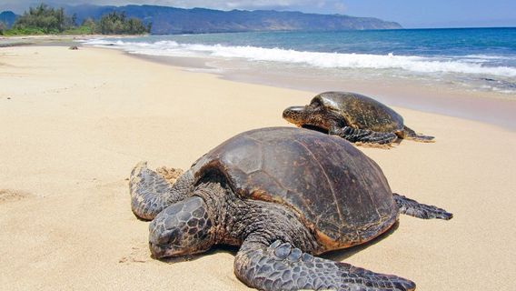 Teletubbies Hill Bromo