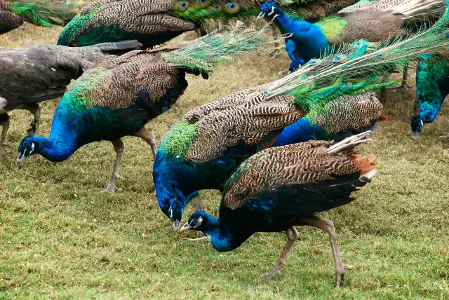 Peacock Feeding in Xishuangbanna