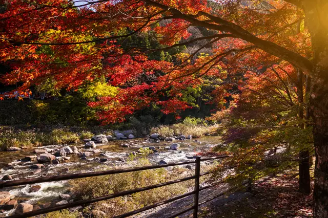名古屋觀賞秋葉