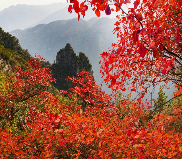 Wushan Red Leaf Festival | Wushan County