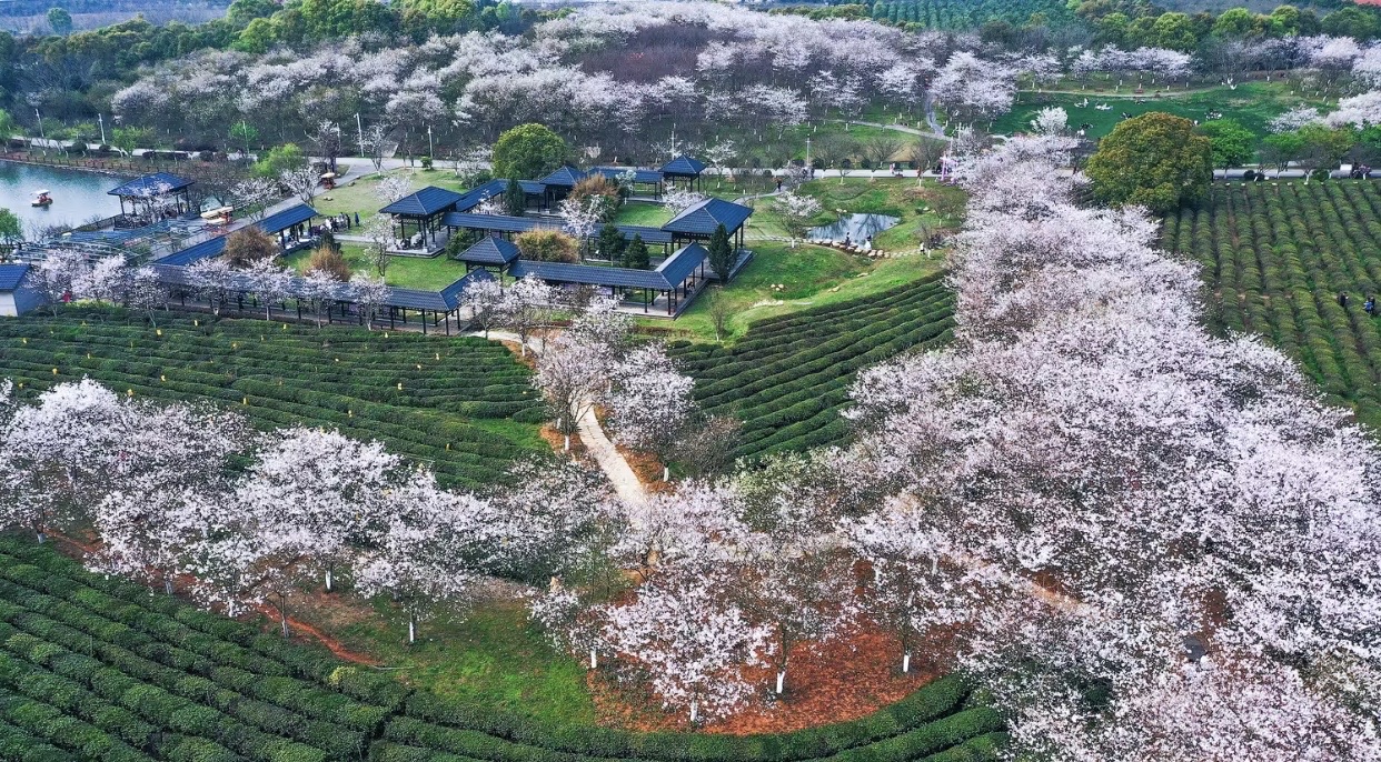 黃馬鳳凰溝南昌櫻花季 | 南昌縣