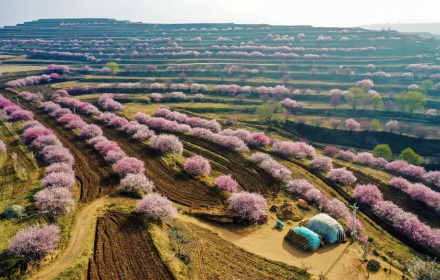 Peach Blossom Viewing in Ningxia