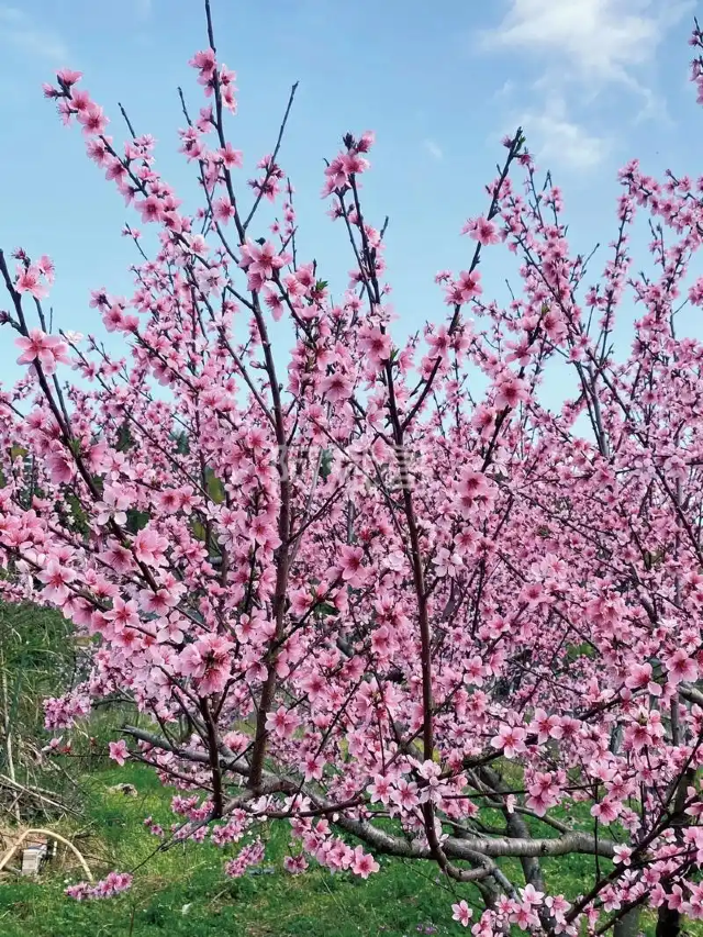 “ fu jian yong tai · tao zui ge ling ” tao hua jie | Yongtai
