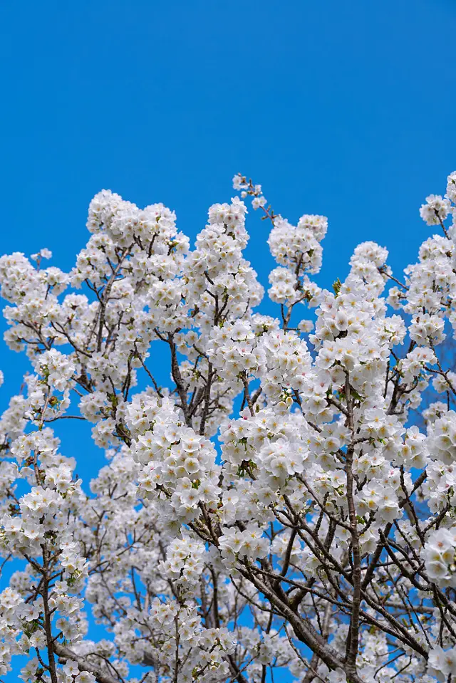 Admiring Cherry Blossoms in Birmingham