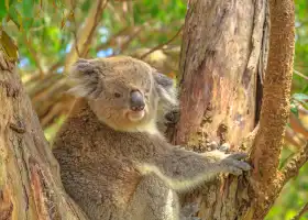 Koala Conservation Reserve