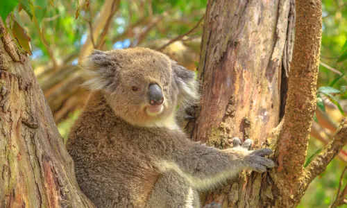 Koala Conservation Reserve