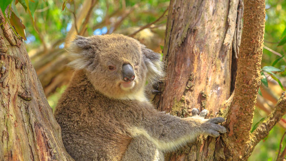 Koala Conservation Reserve