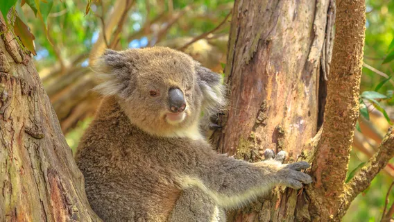 Koala Conservation Reserve