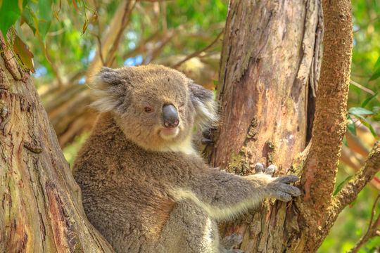 Koala Conservation Reserve