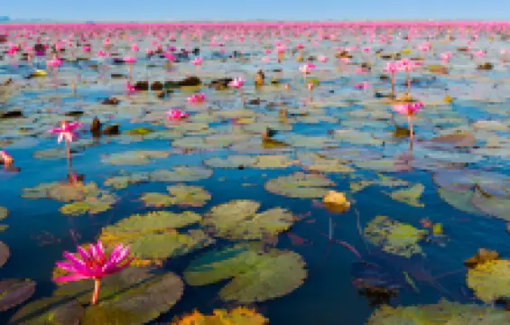 ทะเลบัวแดง กุมภวาปี