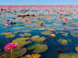 Red Lotus Lake Kumphawapi