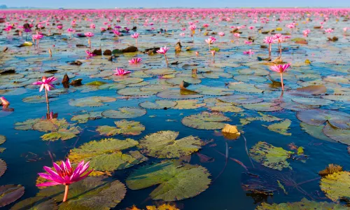 Red Lotus Lake Kumphawapi