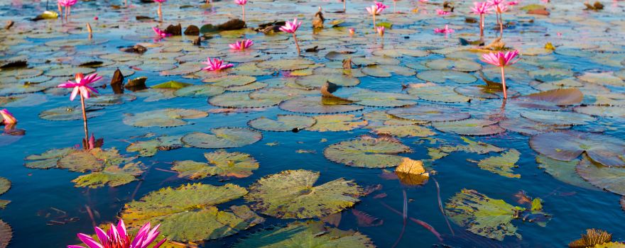 Red Lotus Lake Kumphawapi