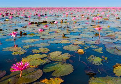 Red Lotus Lake Kumphawapi