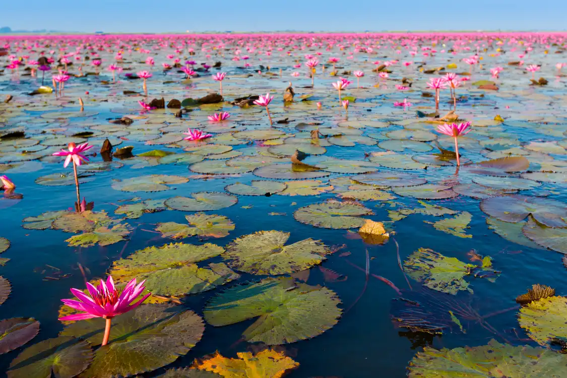 Hotels near Red Lotus Lake Kumphawapi