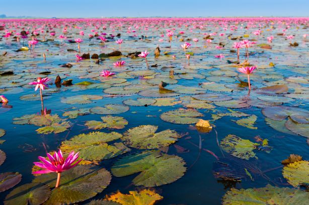 Red Lotus Lake Kumphawapi
