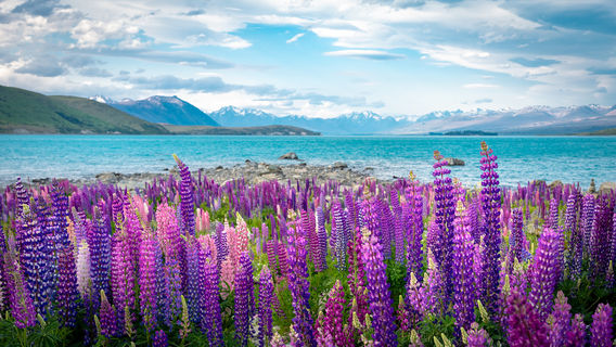 Lupin Flower Viewing at Lake Tekapo