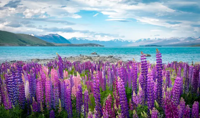 Lupin Flower Viewing at Lake Tekapo