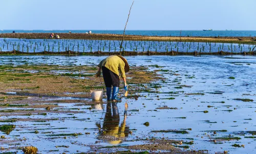 Beach Treasure Hunting in Zhanjiang