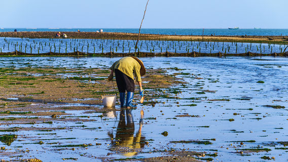 Beach Treasure Hunting in Zhanjiang
