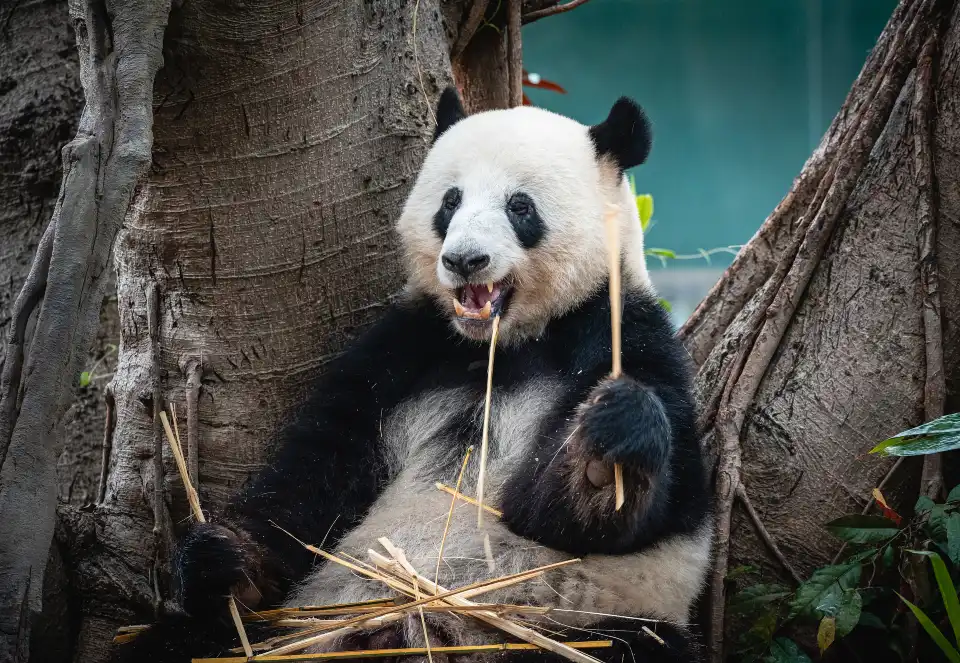 3_Guangzhou Zoo