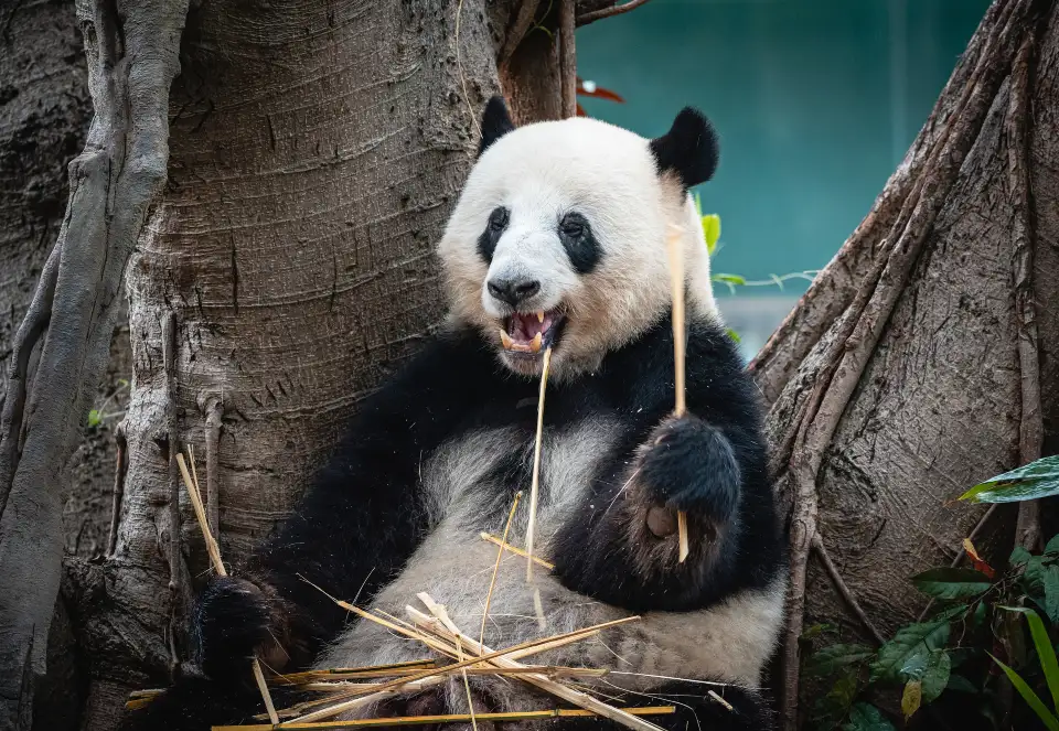 3_Guangzhou Zoo