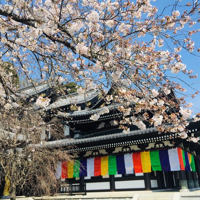 Breathtaking cherry blossom views  