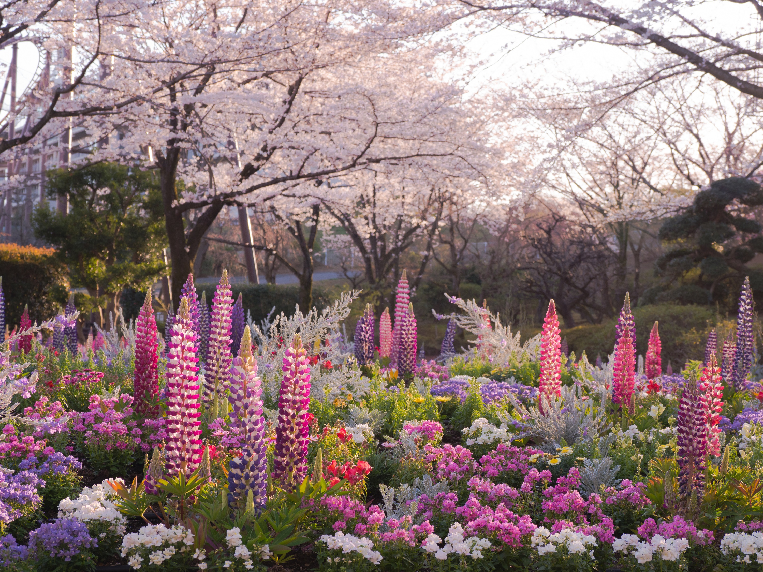 東京 HANA·BIYORI 入場Eチケット 予約