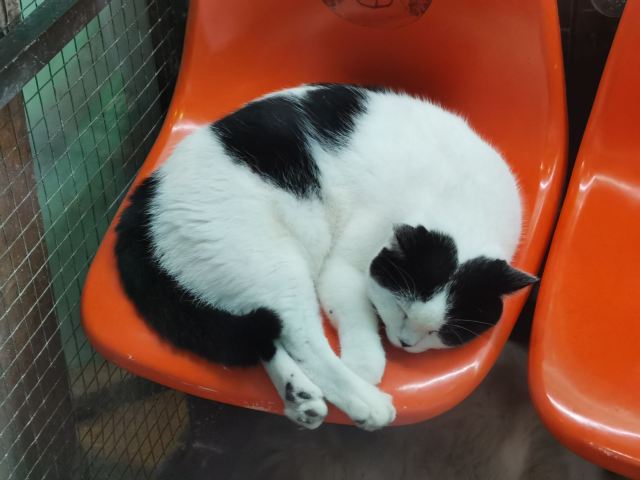 딩아오자이