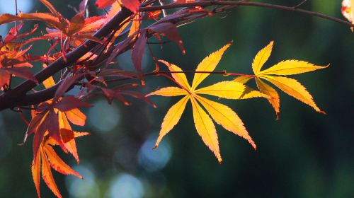 梅岭国家森林公園