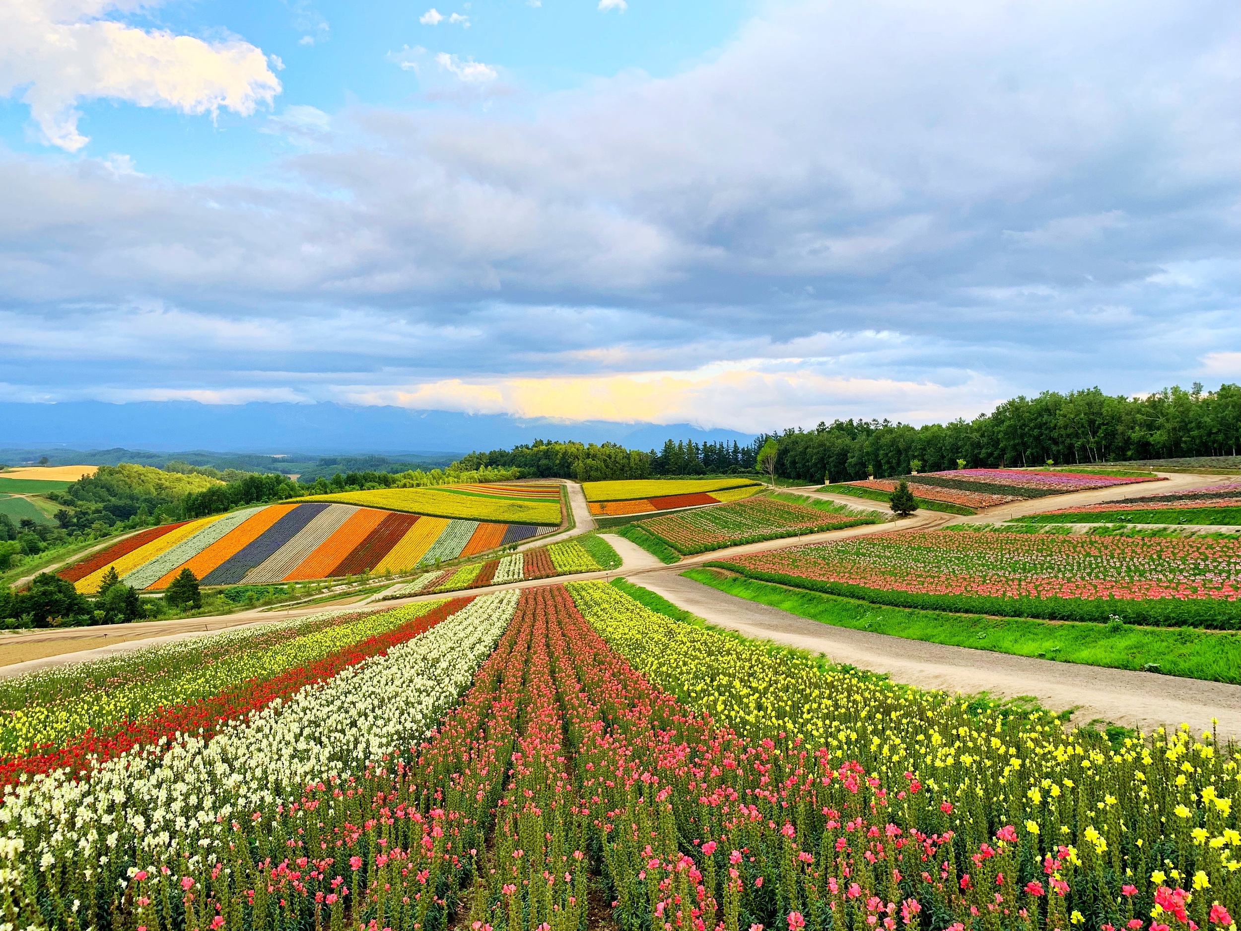2025 Furano Travel Guide: Must-see attractions, popular food, hotels, transportation routes (updated in July)