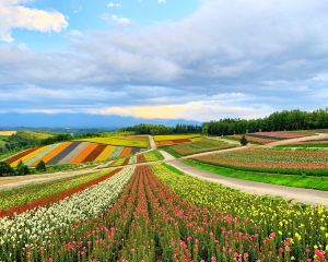 香港-富良野 機票酒店 自由行