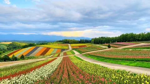 富良野 travel destination