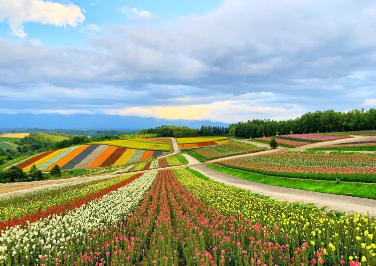 富良野の天気、富良野の気温ガイド、旅のベストシーズン、服装のおすすめ