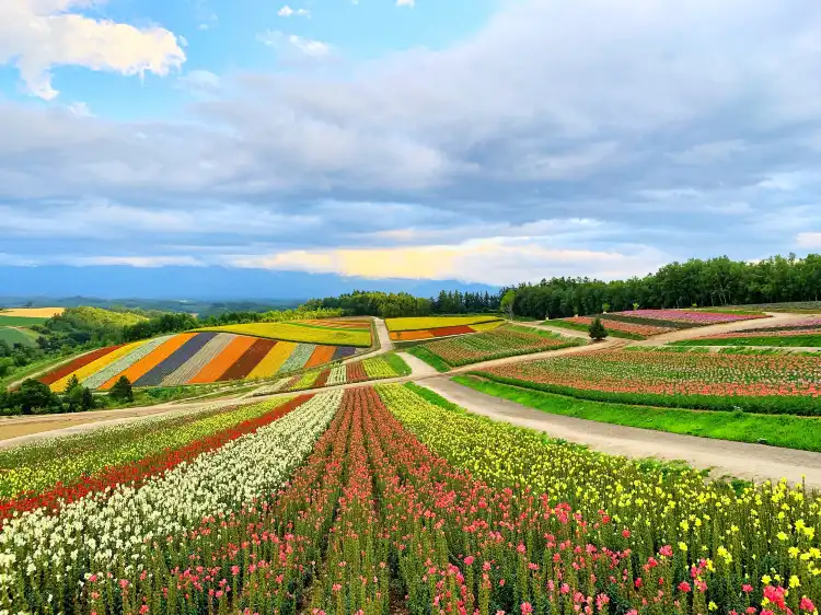 Furano