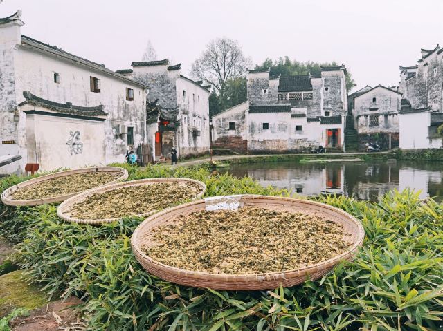 제갈팔괘촌