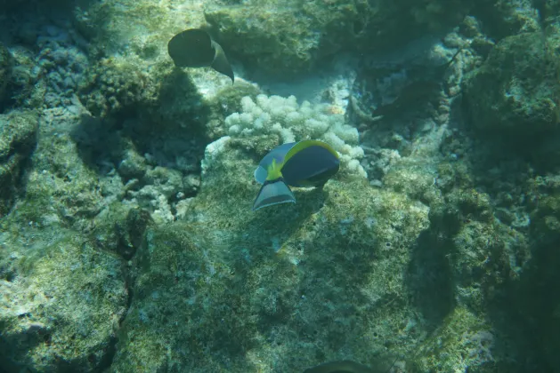 Пляж Отели в г. Мотобу