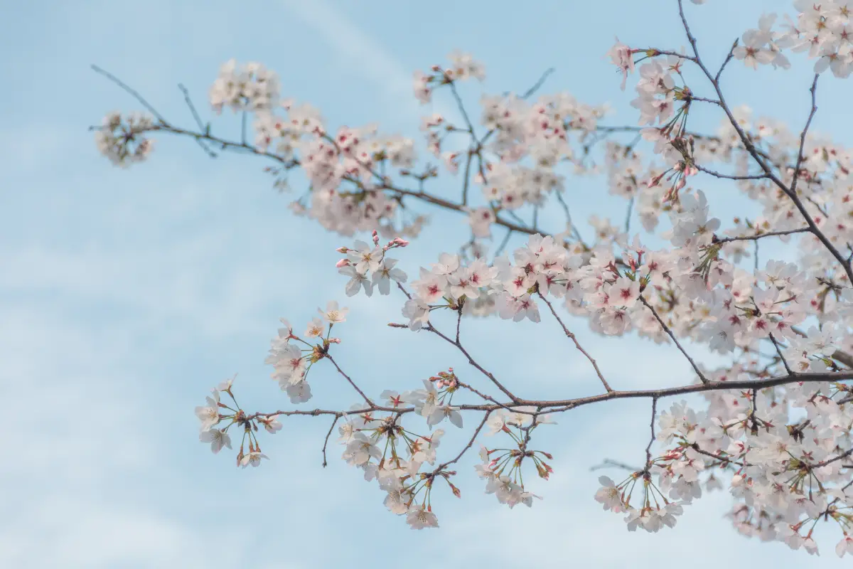 국내 벚꽃 만개 시기