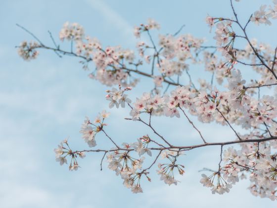 경화역 벚꽃길