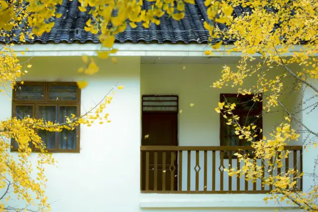 Ginkgo Viewing in Nanxiong