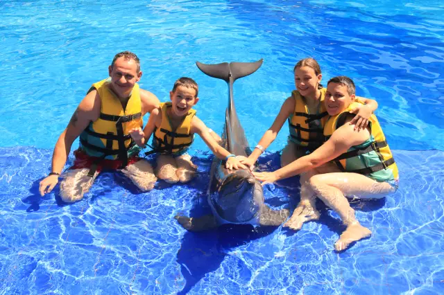 Dolphin Interactions in Bali